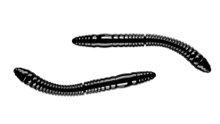 Libra Lures Fatty D'Worm Tournament 55 Cheese 5,5cm 000 - glow uv green